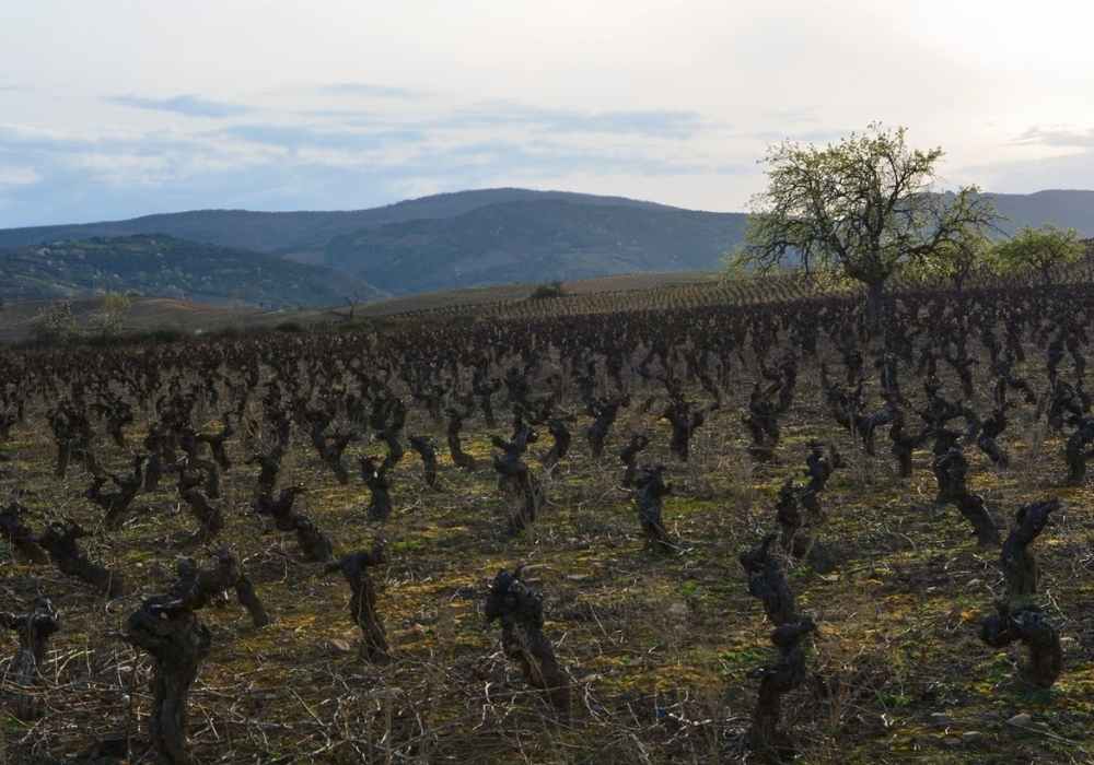 Viñedos del Bierzo en otoño – región vitivinícola de El Bierzo
