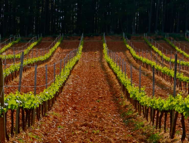 Viñedo en Cacabelos